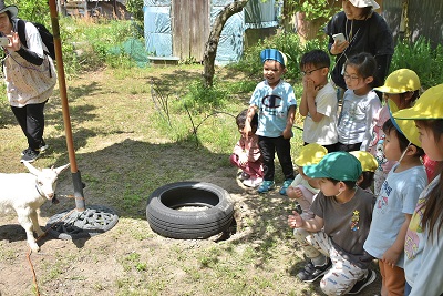 屋外で子どもたちがヤギを見学している写真