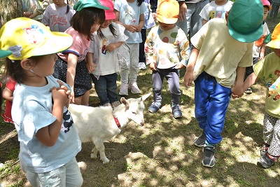 屋外で子どもたちがヤギとふれあっている写真