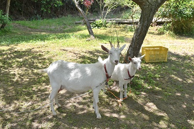 親ヤギと子ヤギの写真