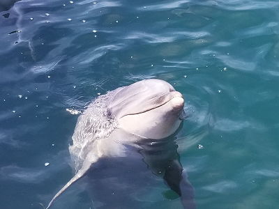 海面からイルカが顔を出してあいさつしている様子の写真