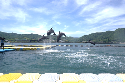 ドルフィンセンターの海で数頭のイルカが一斉にジャンプしてダイナミックなショーを見せている様子の写真