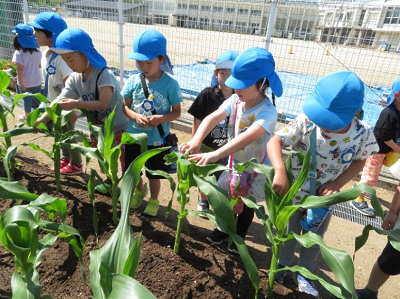 水色の帽子を被った複数の園児がトウモロコシの葉を触っている様子の写真