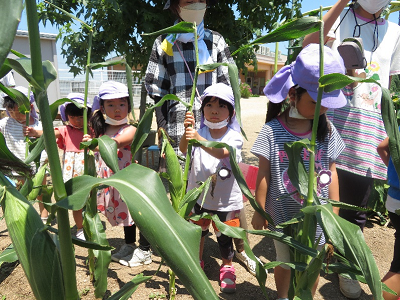 薄紫色の帽子を被った複数の園児がトウモロコシの葉を触っている様子の写真
