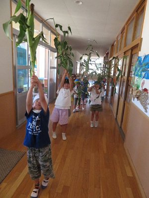 廊下でトウモロコシを高く掲げ背比べをする園児たちの写真