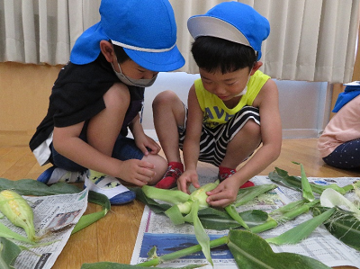 屋内で新聞紙を広げその上でトウモロコシを皮をむく2人の園児の写真