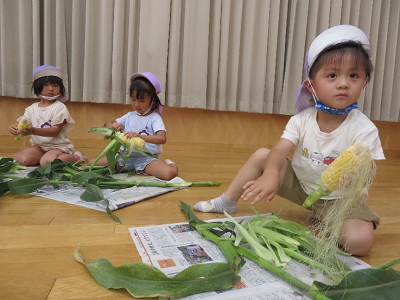 屋内で新聞紙を広げその上でトウモロコシを皮をむく3人の園児の写真