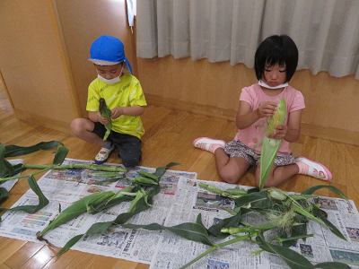 屋内で新聞紙を広げその上でトウモロコシに顔を近づけて皮をむく2人の園児の写真