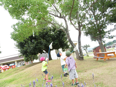 虫取り網を持った3人の男の子が、高い木に留まったセミを見上げている写真