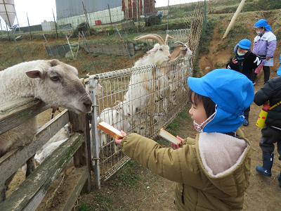 屋外で園児がヤギにえさをあげている写真