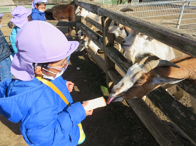 屋外でピンクの帽子の園児がヤギにえさをあげている写真