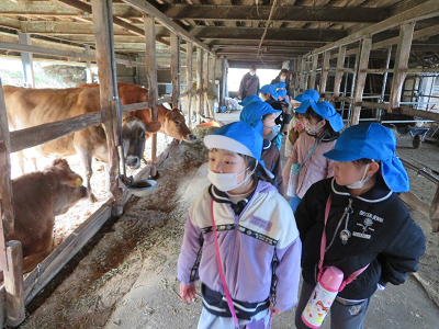 牛舎で青い帽子をかぶった園児たちが牛を見学している写真