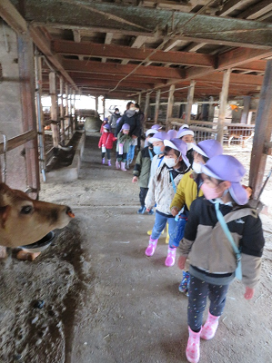 牛舎で園児たちが列になって歩いている写真
