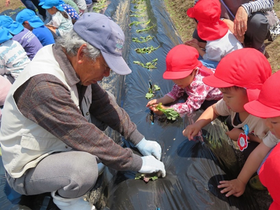 男性に畑の畝に芋のつるの向きやさし方を教わりながら、赤い帽子をかぶった園児たちがいもさしをしている写真