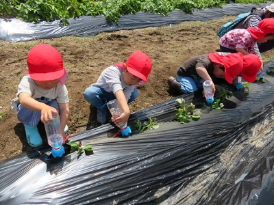 自分のさしたいもにペットボトルに汲んできた水をかけている園児たちの写真