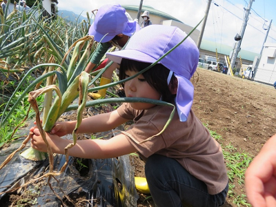 畑にはえた玉ねぎの根元を両手で持って引っこ抜いている園児の写真
