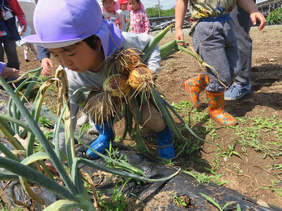 引っこ抜いた玉ねぎを左手いっぱいに持って、畑にしゃがみこんでいる園児の写真