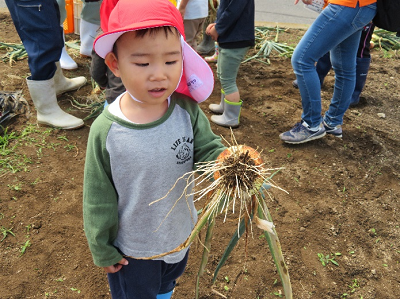 取れた玉ねぎを左手で持っている赤い帽子をかぶった男の子の写真