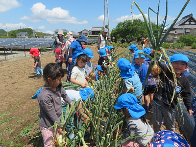 水色の帽子をかぶった園児たちが玉ねぎを収穫している様子の写真