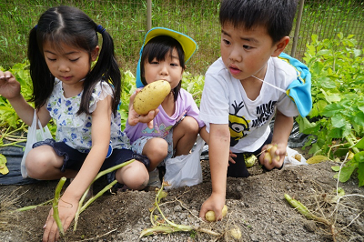 土の中のじゃがいもを掘り返している女の子と男の子に挟まれた女の子が、じゃがいもを見せている写真