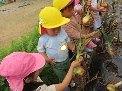 ピンクの帽子を被った女の子が右手で持った玉ねぎを、不思議そうな表情で見つめている黄色い帽子を被った男の子の写真