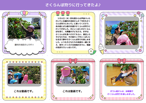 沢山のさくらんぼがなっている場所でさくらんぼ狩りを楽しむ園児たちの写真と文章が載っているページ