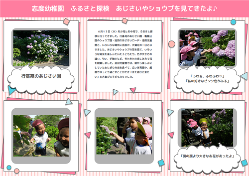 志度幼稚園のふるさと探検で園児たちがあじさいやショウブを観察する活動のねらいや当日の流れを文章と写真で紹介したページ