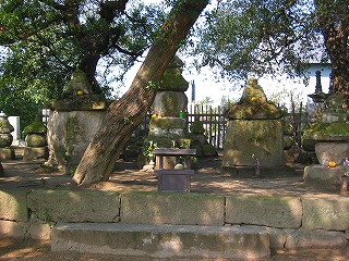 斜めになった木の付近に設置されたお墓の写真