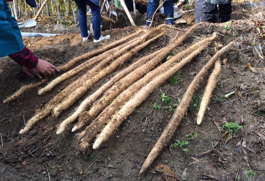 土の上に並べられた自然薯の写真