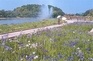 湖の側で紺色や白色の花が大量に咲いている写真
