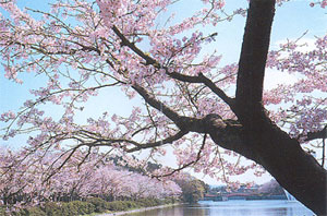 満開の桜が咲く池沿いで、大きな枝が画面を横切るように広がっている写真