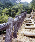 木の階段が設置されているハイキングコースの写真