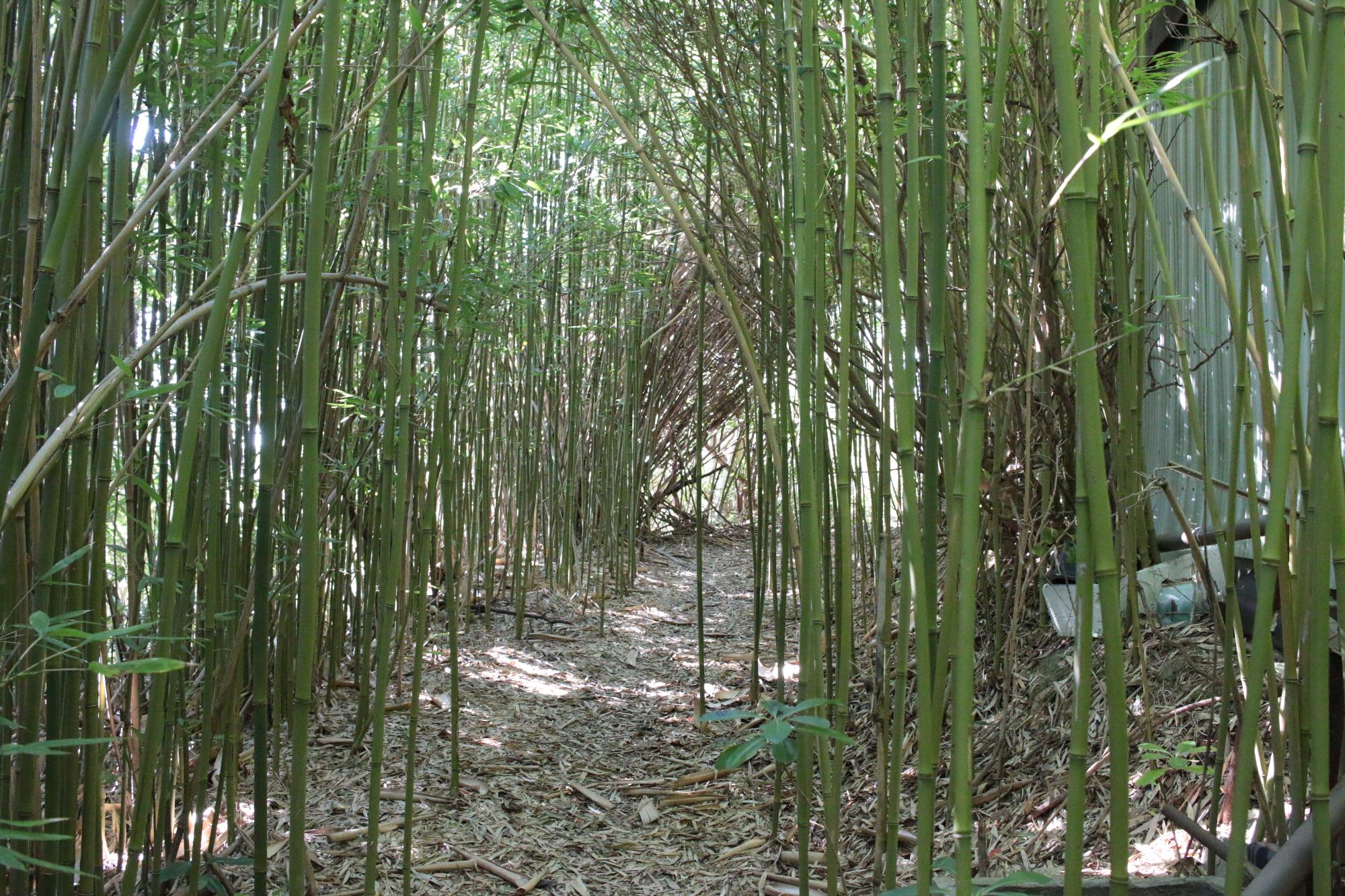 ところどころに日が差し込む竹林の細い小道の写真