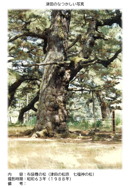 大きな大木の写真の資料