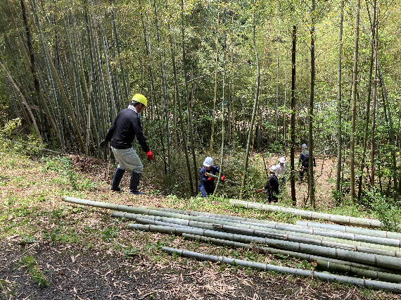 竹林で間伐作業を行う作業員たちの写真