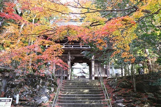 石段の上の山門を覆うように紅葉した木々が広がる風景の写真