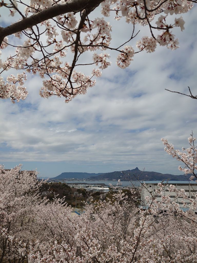 高台から見える桜と瀬戸内海の写真