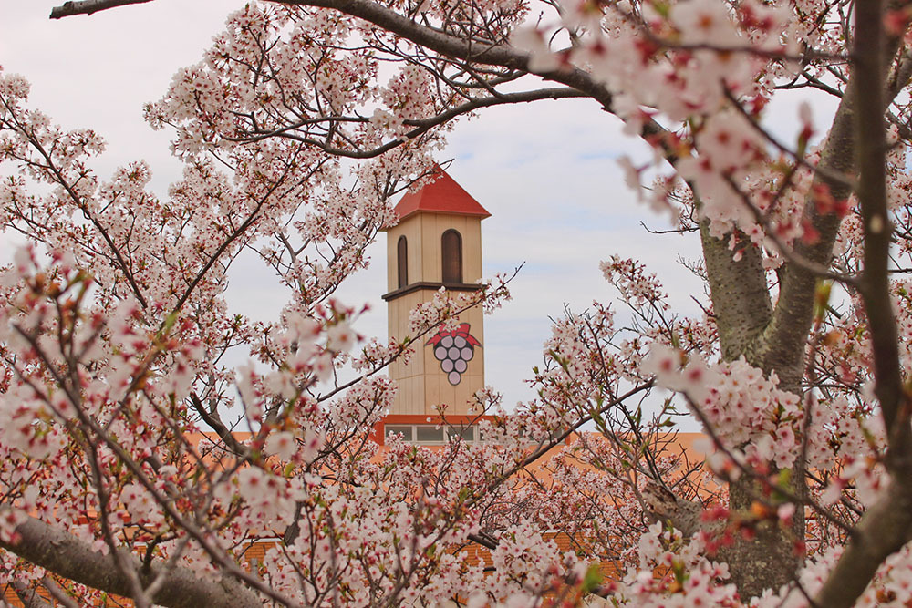 満開の桜の間から見えるさぬきワイナリーの写真