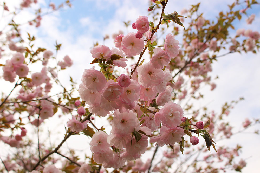 満開に咲く桜の写真