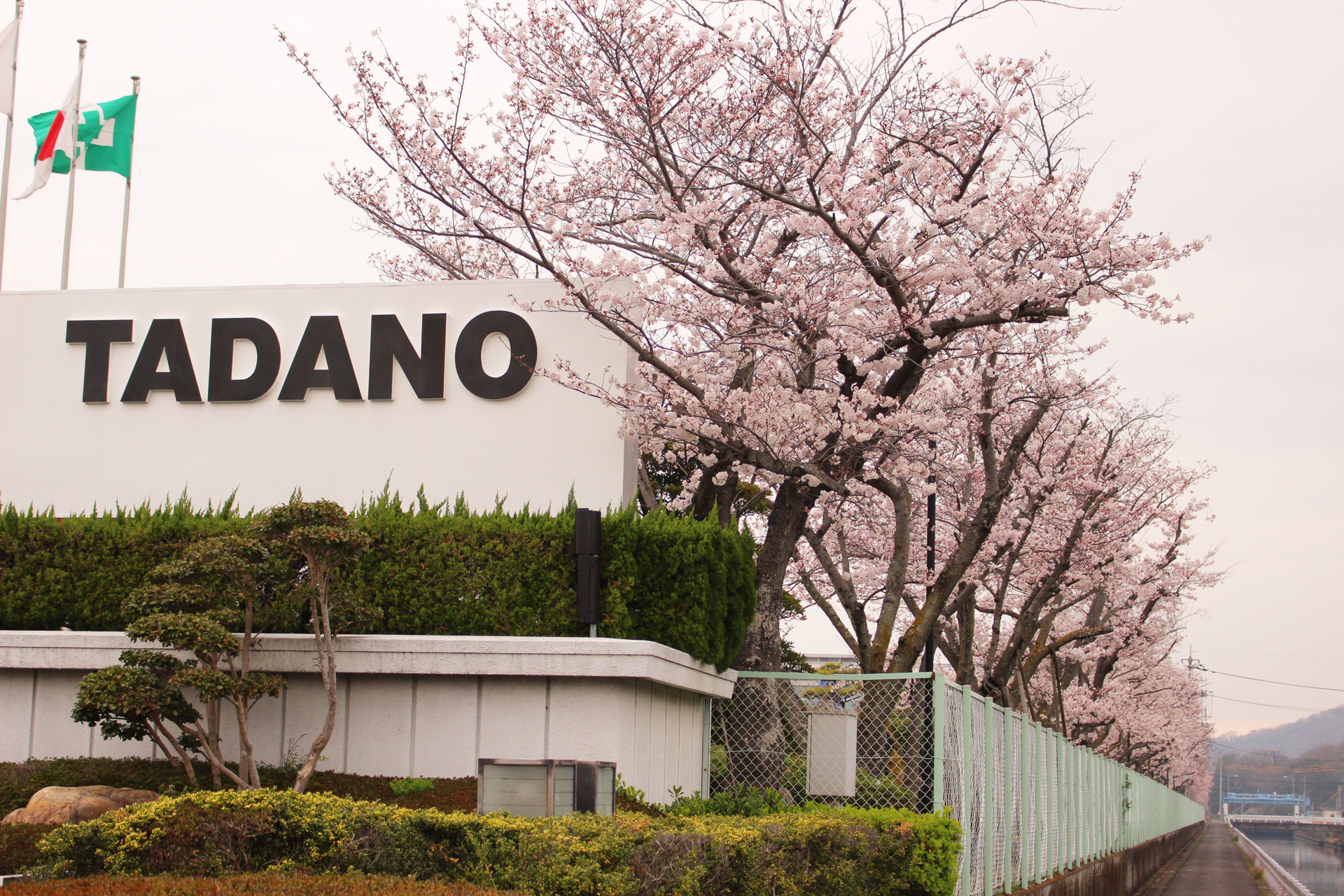 道路沿いに咲く桜の写真