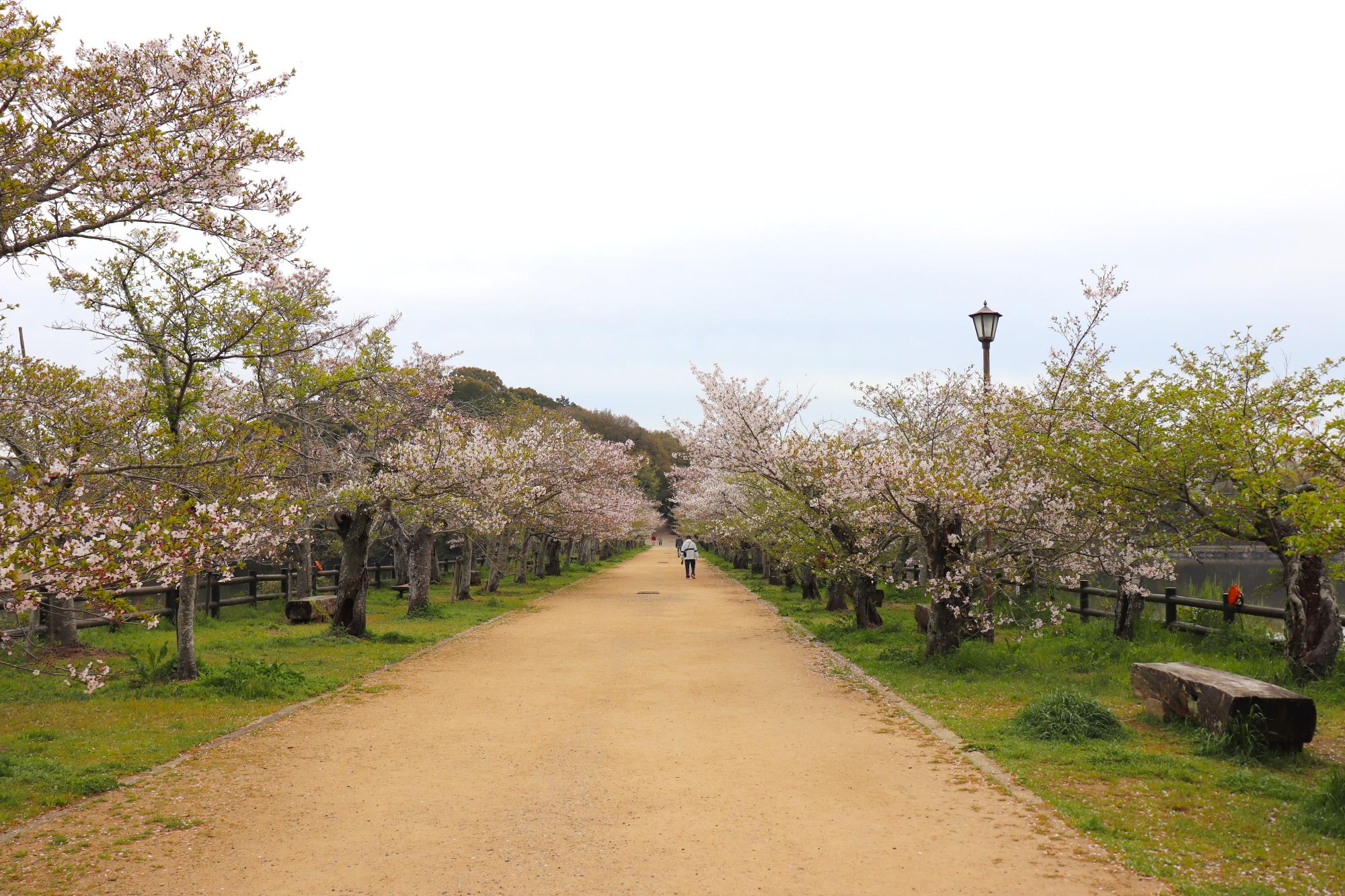 桜並木の様子の写真