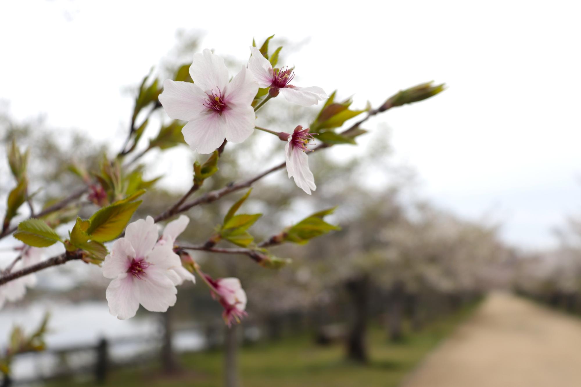 桜の花をアップでとらえた春の風景の写真