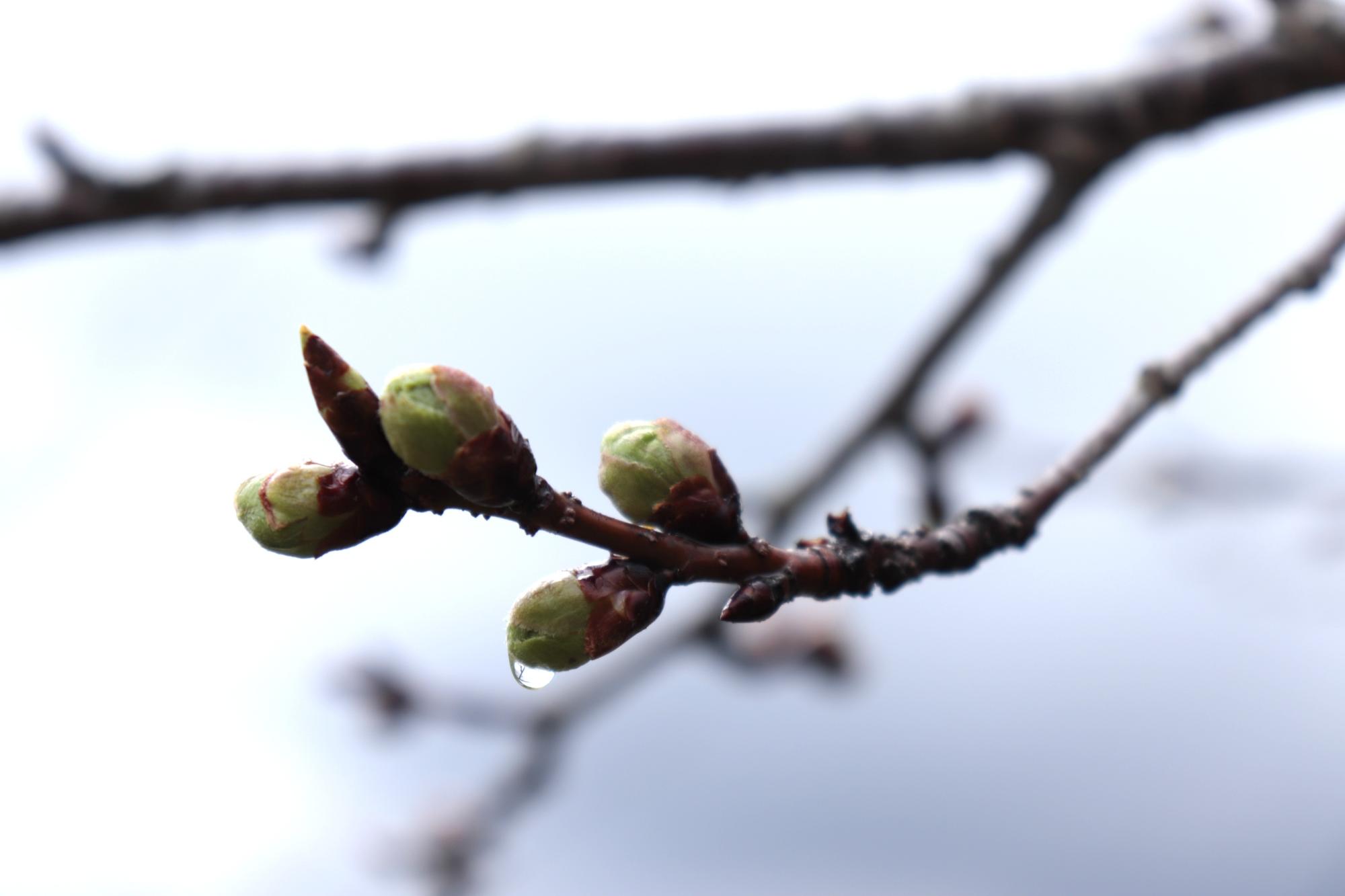 桜の花のつぼみをアップでとらえた春の風景の写真