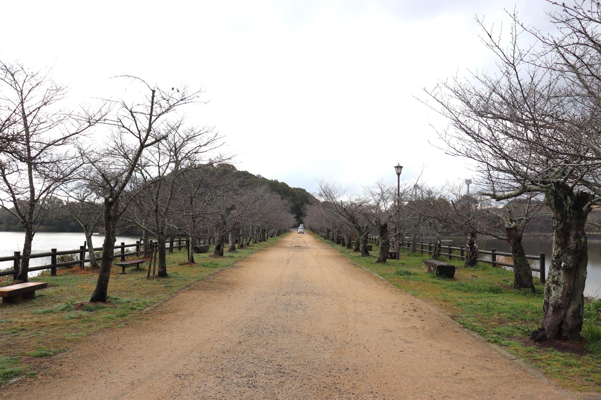 湖畔の開花前の桜並木の様子。
