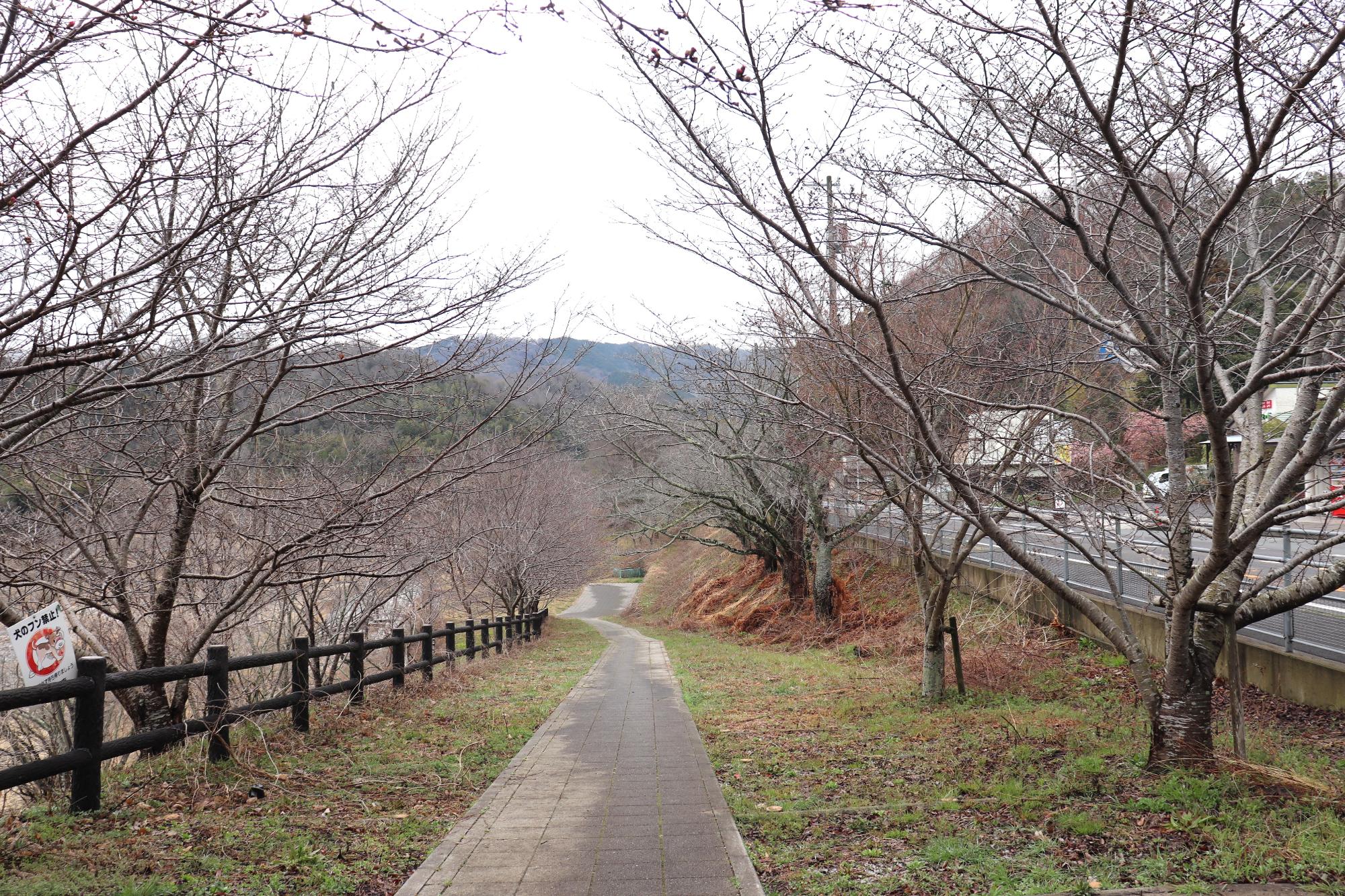 桜並木の下り坂の遊歩道が山並みに向かって伸びる風景の写真