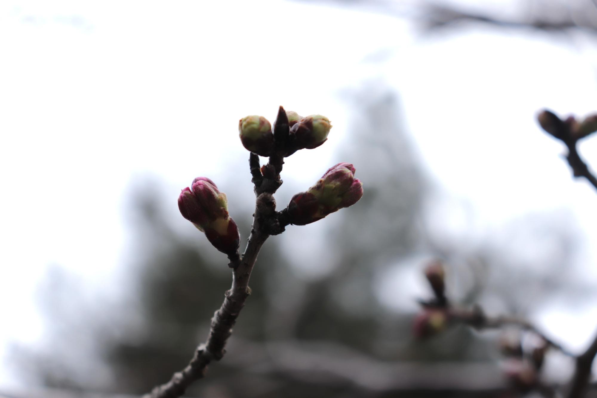 つぼみの桜の木写真
