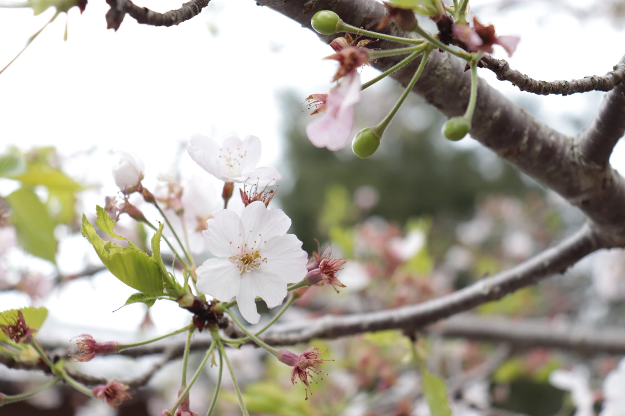 桜の木のアップ写真