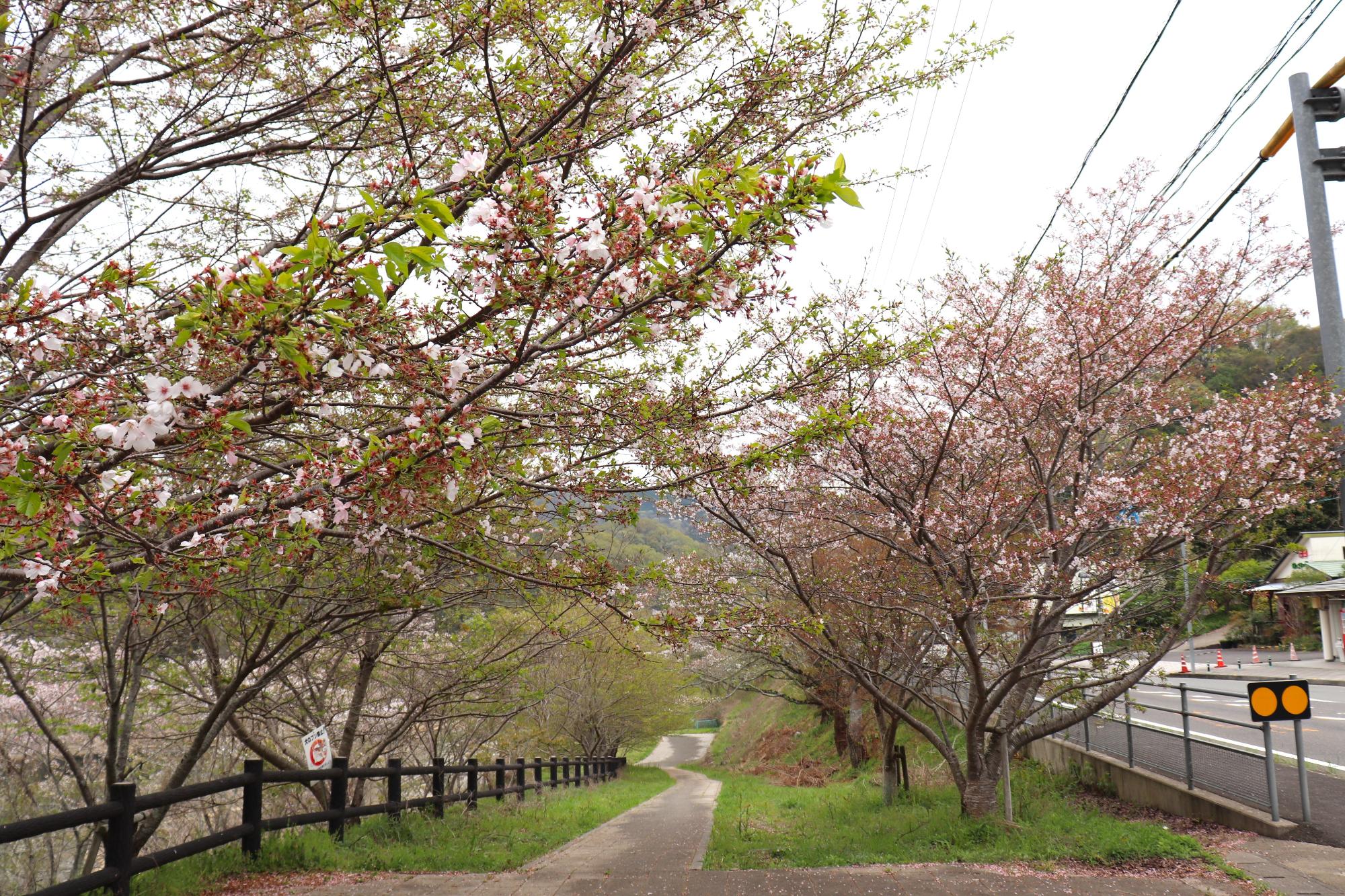 桜並木の下り坂の遊歩道が山並みに向かって伸びる風景の写真