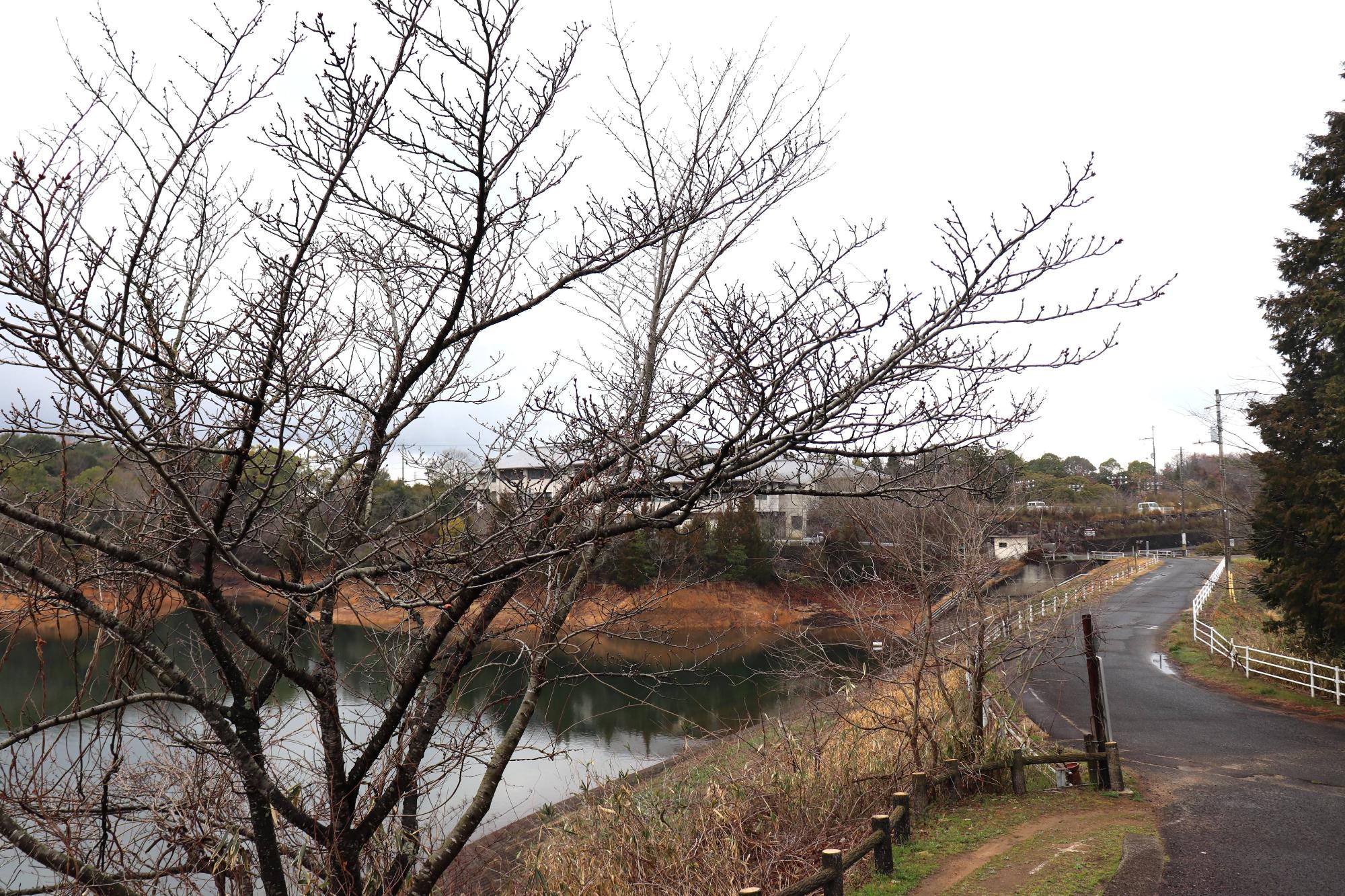 湖と桜の枝と建物が見える春の風景の写真
