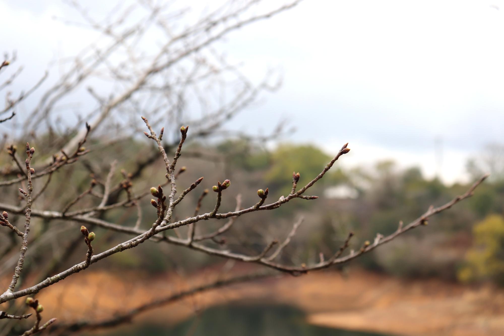 つぼみの桜の木写真