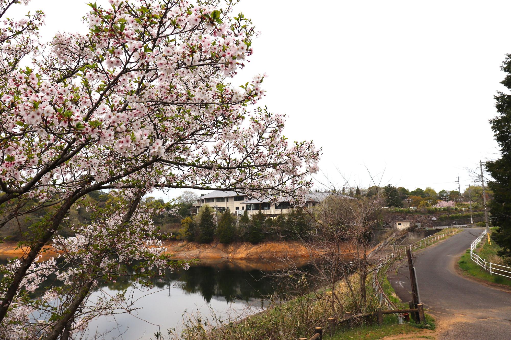 湖と桜の枝と建物が見える春の風景の写真